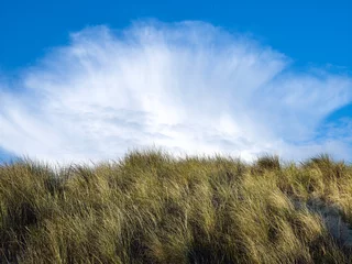 Foto auf Alu-Dibond Marram grass on a dune with beautiful clouds on the background, Westduinpark, The Hague, Netherlands     Helmgras op een duin met mooie wolken op de achtergrond, Westduinpark, Den Haag, Nederland © Sjoerd