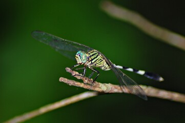 Close up of dragonfly in Mekong Delta Vietnam.