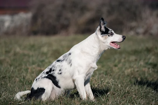 Short haired merle 2025 border collie