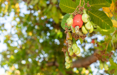 Fresh red cashew fruit on the tree.