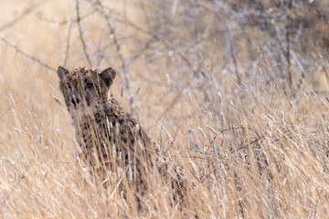 Telephoto show of a cheeta hiding in the bushes in Etosha National Park, Namibia.