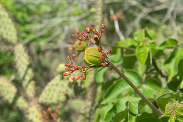 Close-up image of a white pine nut flower from northeastern Brazil