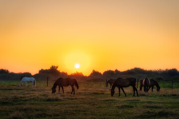 Fototapeta na wymiar Group of horses grazing on a green field at early morning, sunrise, with forest in a background. Horse silhouette. Gniew, Poland