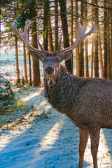 Rothirsch, Rotwild, Geweih, Hirsch, Fell, Wald, Wild, jagd, winter	