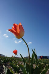 Tulips heading to the sun