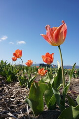 Tulips field