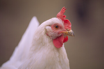 Huhn