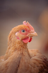 Huhn