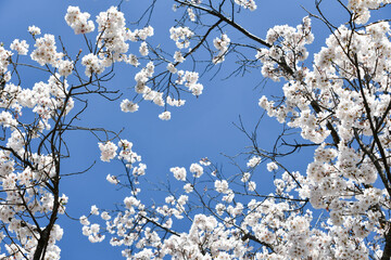 青空に映える満開の越の彼岸桜