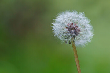 Dandelion in the foreground with the background out of focus in the countryside in springtime
