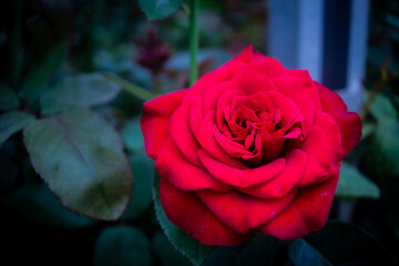 rose