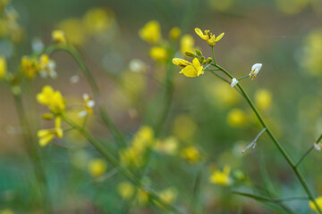 Wallpaper with yellow flowers and blurred background in springtime