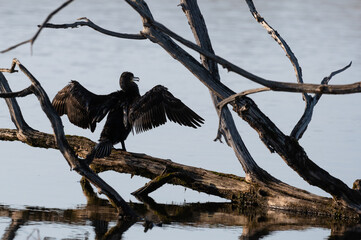 Phalacrocorax carbo - Common cormorant - Grand cormoran