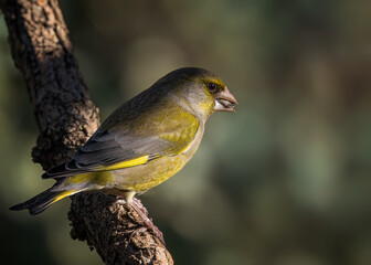 European greenfinch
