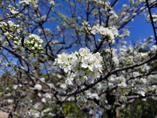 青空の下綺麗に咲く桜