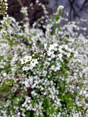 Obraz na płótnie Canvas 可憐なユキヤナギの白い花