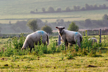 Fototapeta premium Herd of sheep and Salt meadows in the bay of Sienne. Heugueville-sur-Sienne village