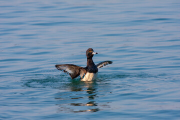 water bird in water, Tufted Duck, Aythya fuligula