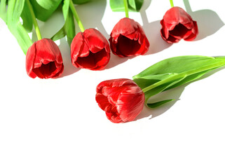 Beautiful floral composition made of bright red tulip flowers on white sunlit background with shadow. Nature concept. Greeting card theme.