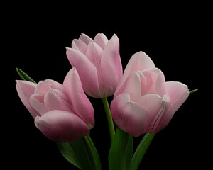 Three white-pink tulips with green stem and leaves isolated on black background. Studio close-up shot.
