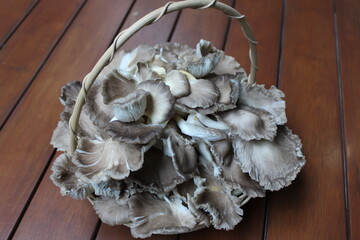 Fresh and organic oyster mushroom in a wicker basket