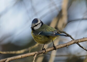 mésange bleue sur une branche