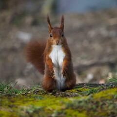 écureuil regarde droit devant