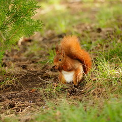 écureuil mange une noisette