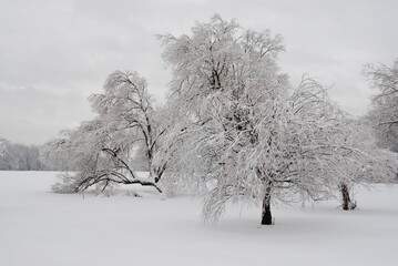 scenic snow covered trees after epic winter storm in Quebec Canada