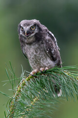 Juvenile  young The northern hawk-owl or northern hawk owl  (Surnia ulula) on a branch (Pinus).                                       