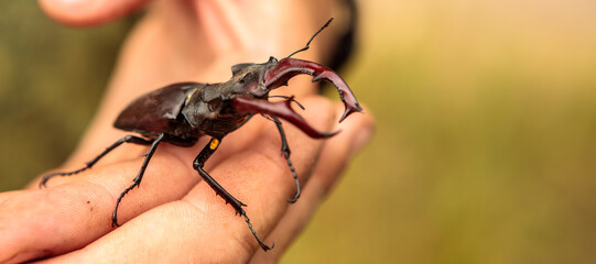 a male stag beetle in the arms of a male naturalist.