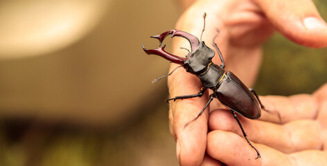 a male stag beetle in the arms of a male naturalist.