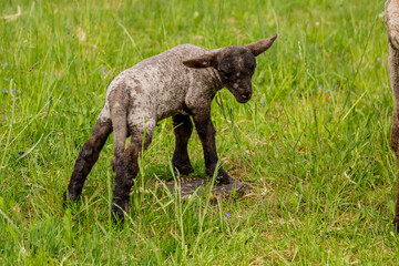 Cute Little Sheep Lamp On Meadow - 583919059