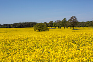 Yellow Flowering Rape Fields In Germany - 583919221