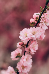 Vertical image sakura cherry blossoms blooming flowers in the garden park in early spring. Hanami celebration, Japanese festival. Background image
