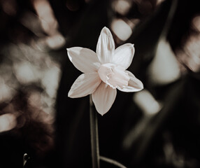 Macroaufnahme von einer Blume mit Wassertropfen nach einem Regenschauer im Frühling	