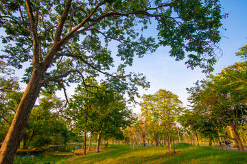 Fototapeta na wymiar Sunset light in city public park with green tree forest