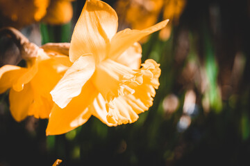Macroaufnahme von einer Blume mit Wassertropfen nach einem Regenschauer im Frühling	