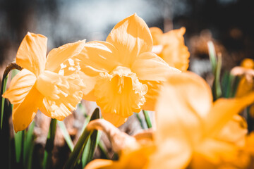 Macroaufnahme von einer Blume mit Wassertropfen nach einem Regenschauer im Frühling	