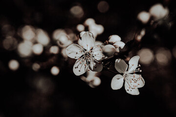 Macroaufnahme von einer Blume mit Wassertropfen nach einem Regenschauer im Frühling	