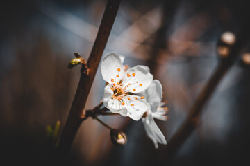 Macroaufnahme von einer Blume mit Wassertropfen nach einem Regenschauer im Frühling	