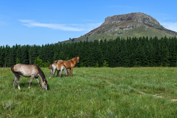 Landscape on the countryside near Hogsback, South Africa