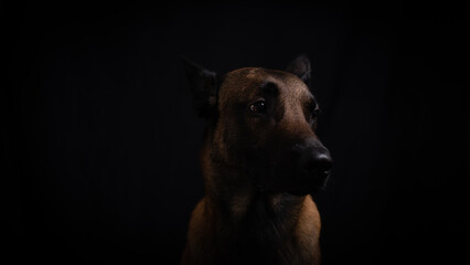 Fototapeta na wymiar portrait of a dog