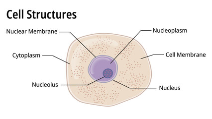 The Structure of Cells in the Microscope with Study Guide - Medical Vector Illustration - obrazy, fototapety, plakaty