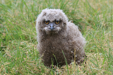 A young Eurasian Eagle Owl in a meadow
