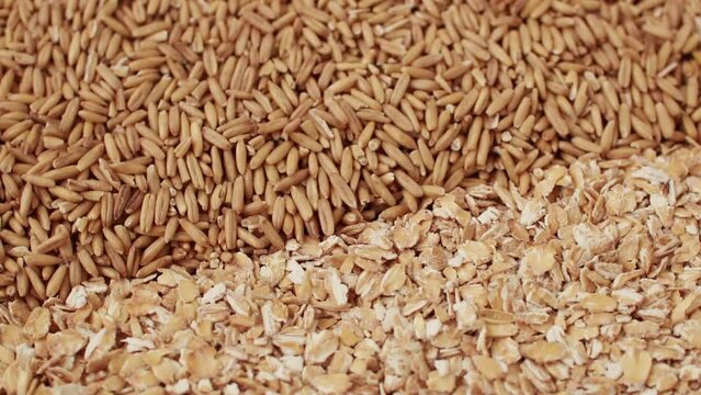 Oat grains and oat flakes. Rotation. Raw dry organic whole grain oatmeal. Useful healthy breakfast for energy. High fiber content. Autumn harvest of grain. Healthy eating. Top view. Oat groats. 