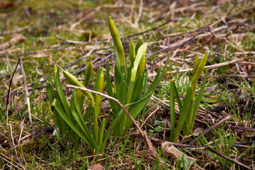Miniature daffodils. Narcissis 