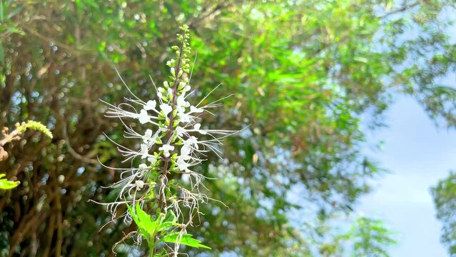 Kidney tea plants or Java tea
(Orthosiphon aristatus) Indonesian medicinal plant