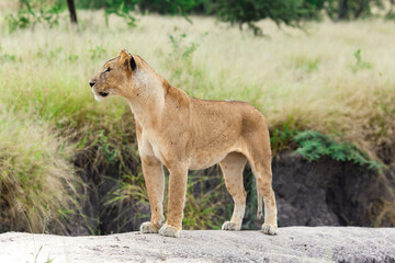 Lovely lioness gracefully standing on a rock in a park Tarangire, Tanzania