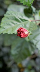 Hibiscus rosa sinensis flower buds known as China rose, Hawaiian hibiscus, rose mallow, shoeblack
